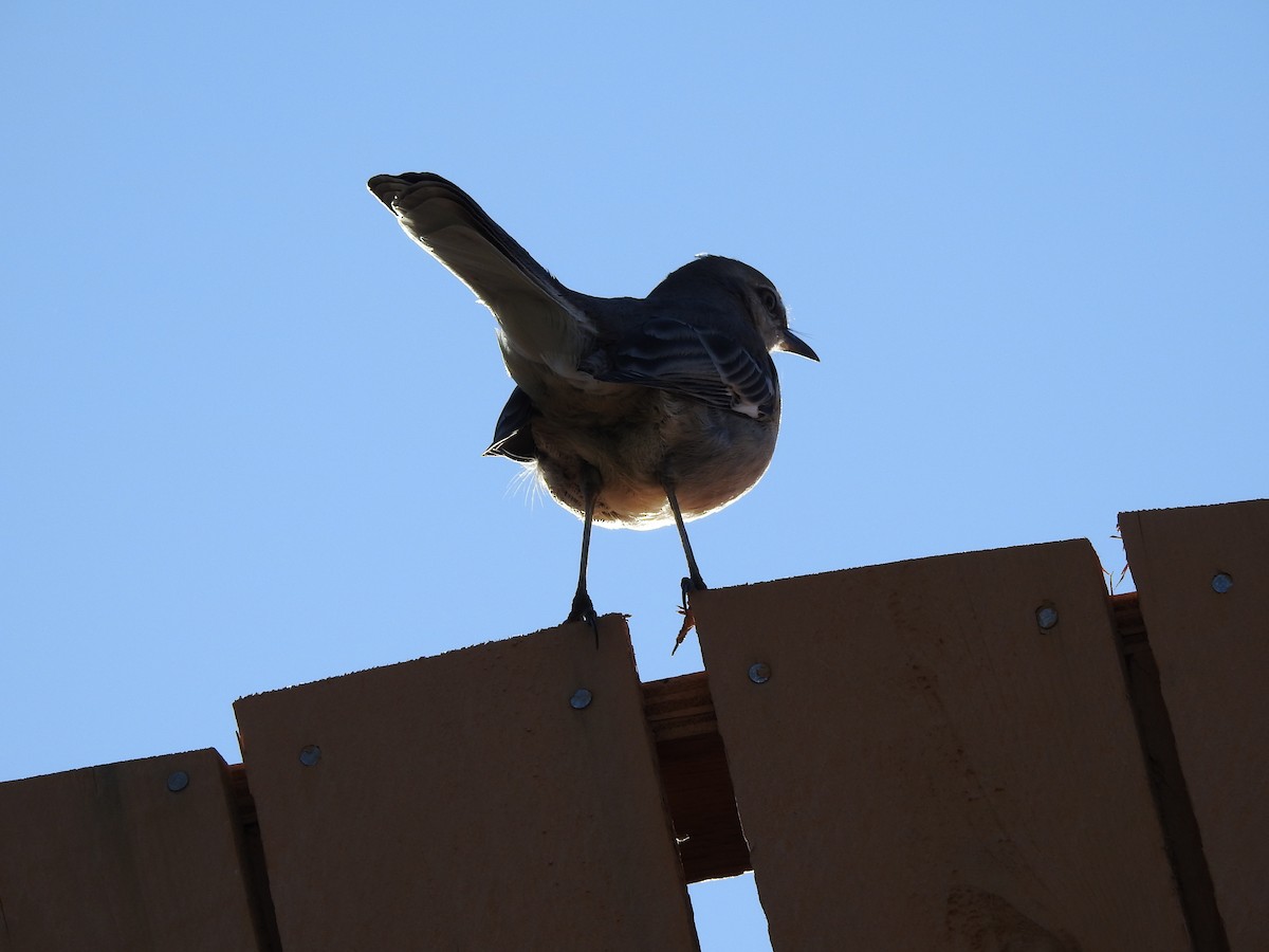 Northern Mockingbird - Zach M