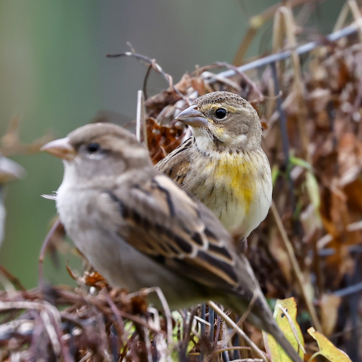 Dickcissel - ML493748511