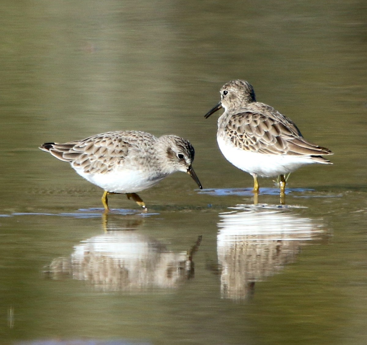 Least Sandpiper - ML493750811