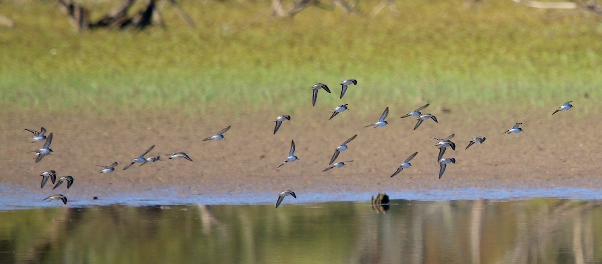 Least Sandpiper - ML493750841