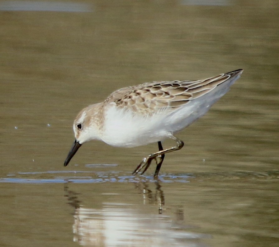 Semipalmated Sandpiper - ML493750891