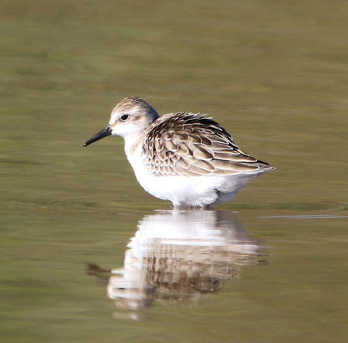 Semipalmated Sandpiper - ML493750911