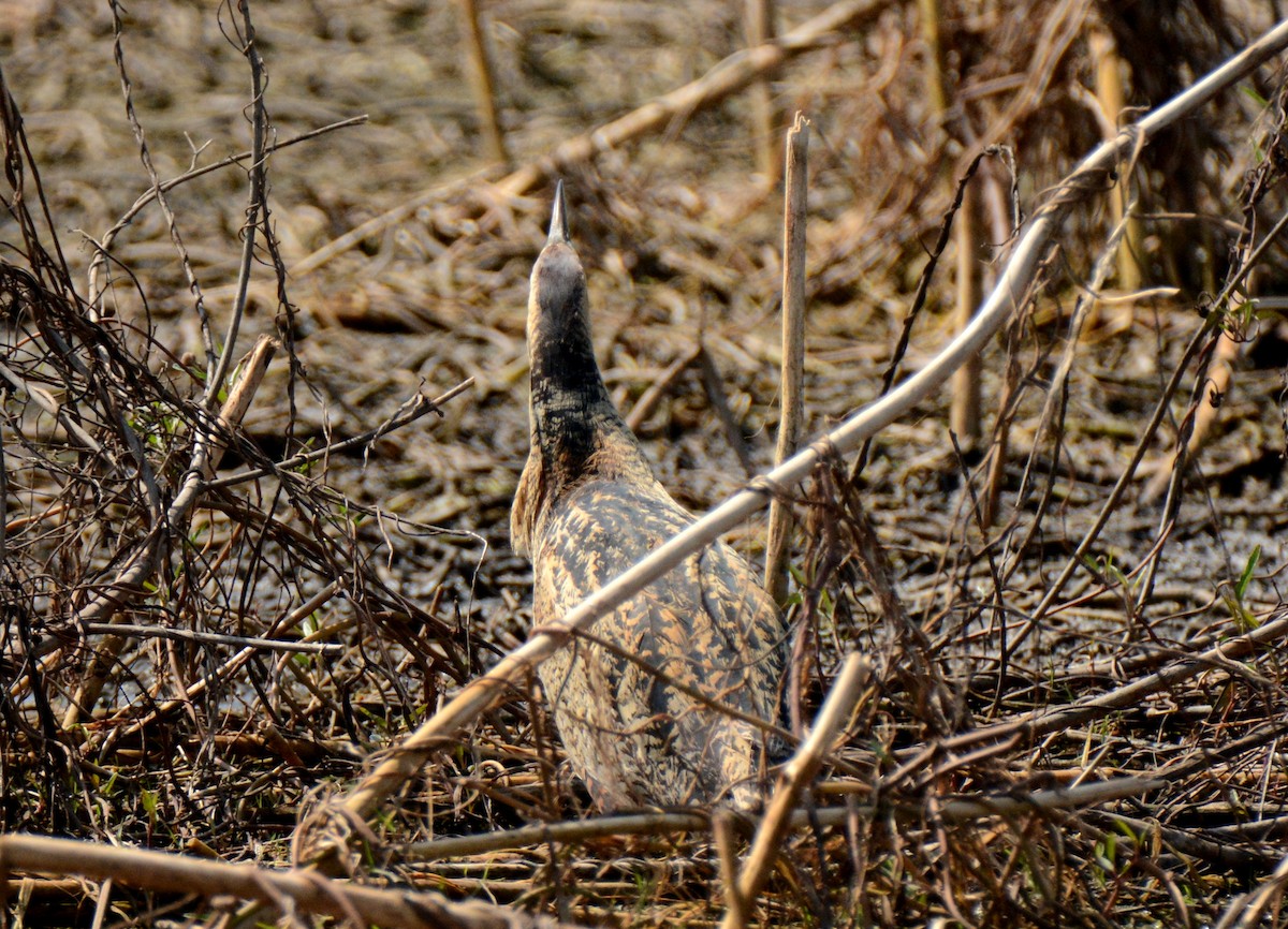 Great Bittern - ML49375301