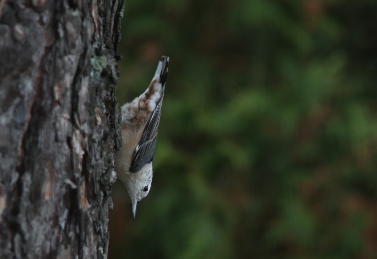 White-breasted Nuthatch - ML493754481