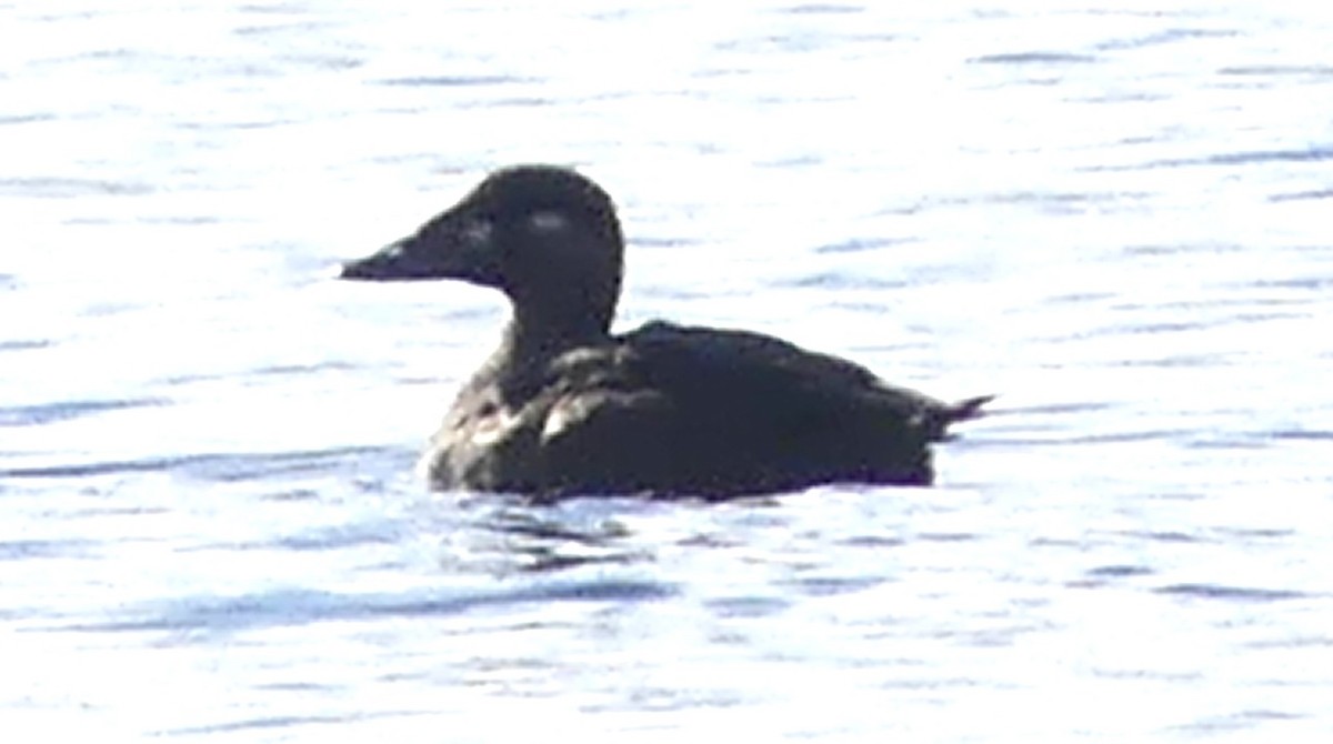 Surf Scoter - Alain Sylvain