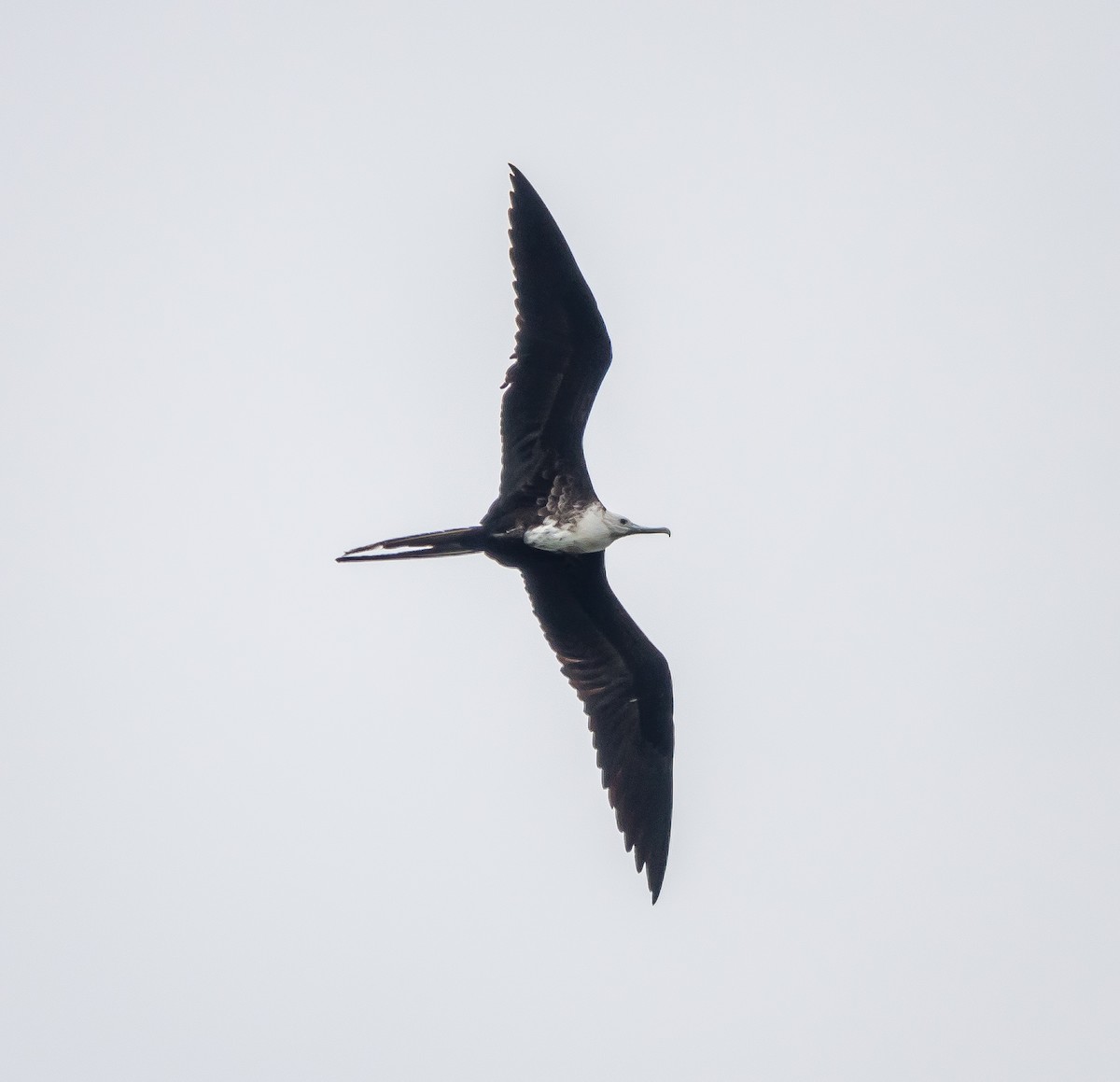 Magnificent Frigatebird - ML493754991