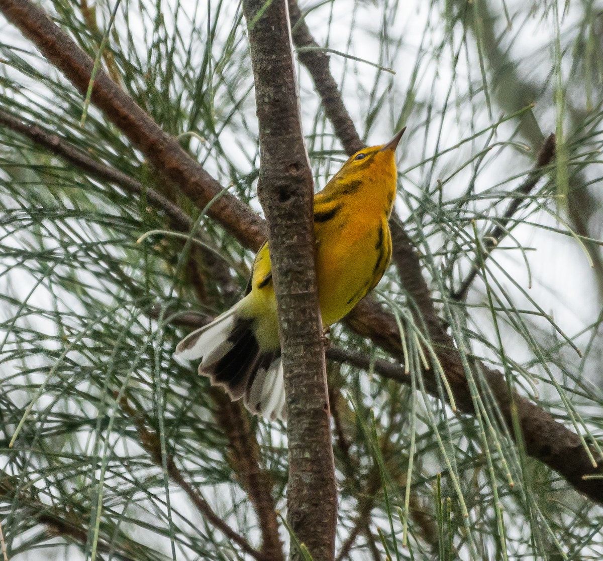 Prairie Warbler - ML493755271