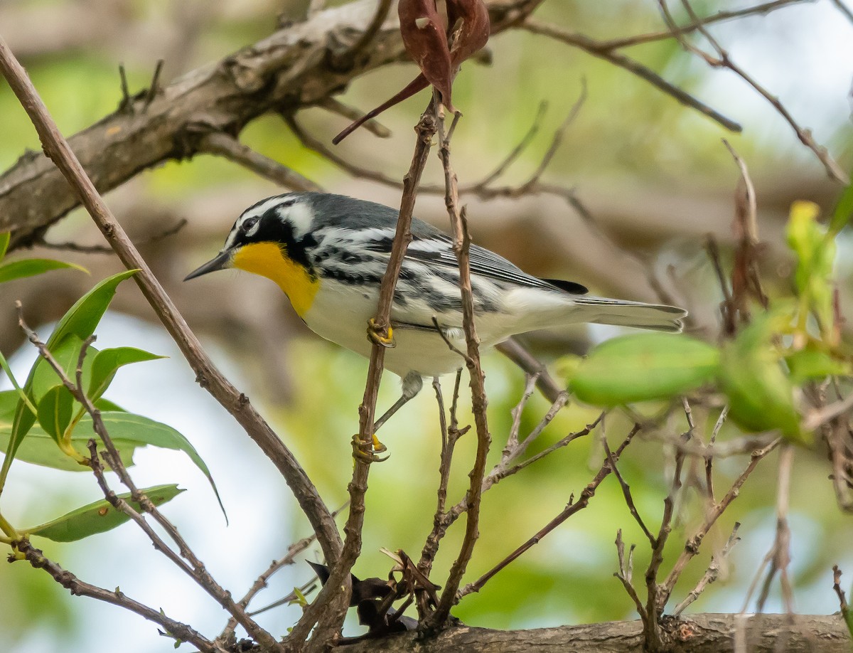 Yellow-throated Warbler - ML493755481