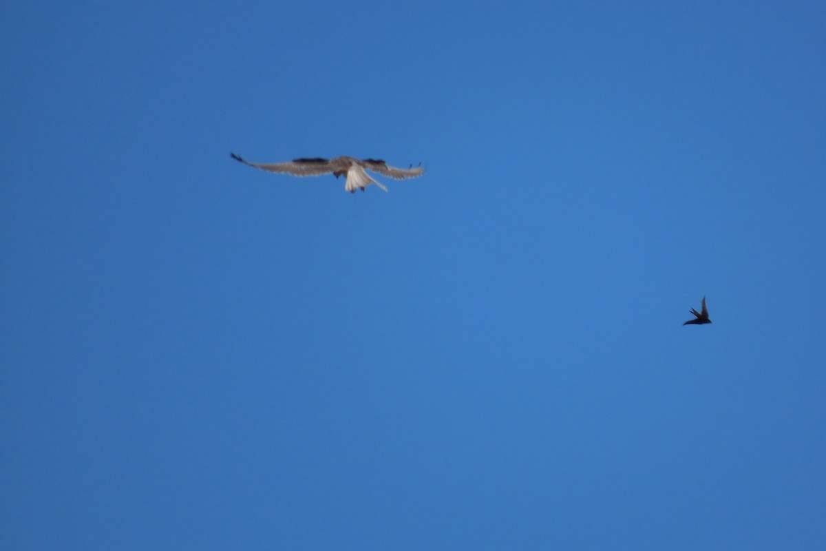 Barn Swallow - ML493756591