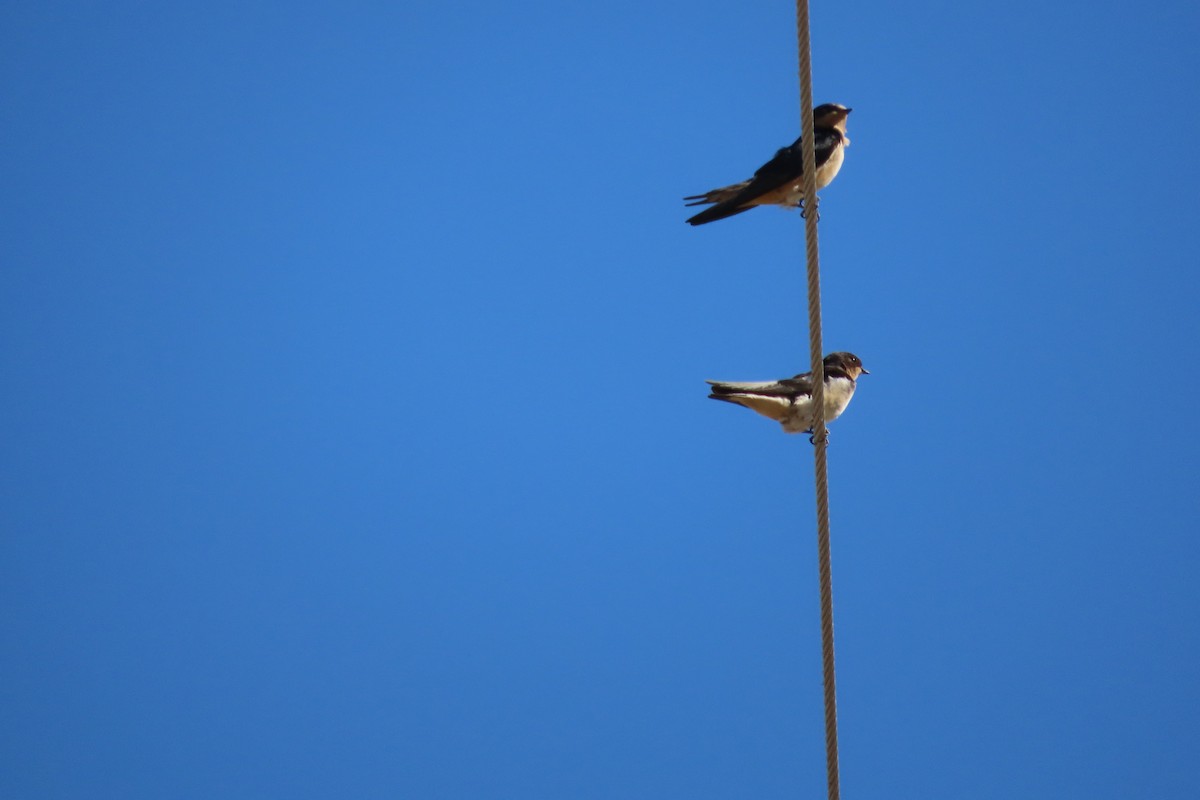 Barn Swallow - ML493756651