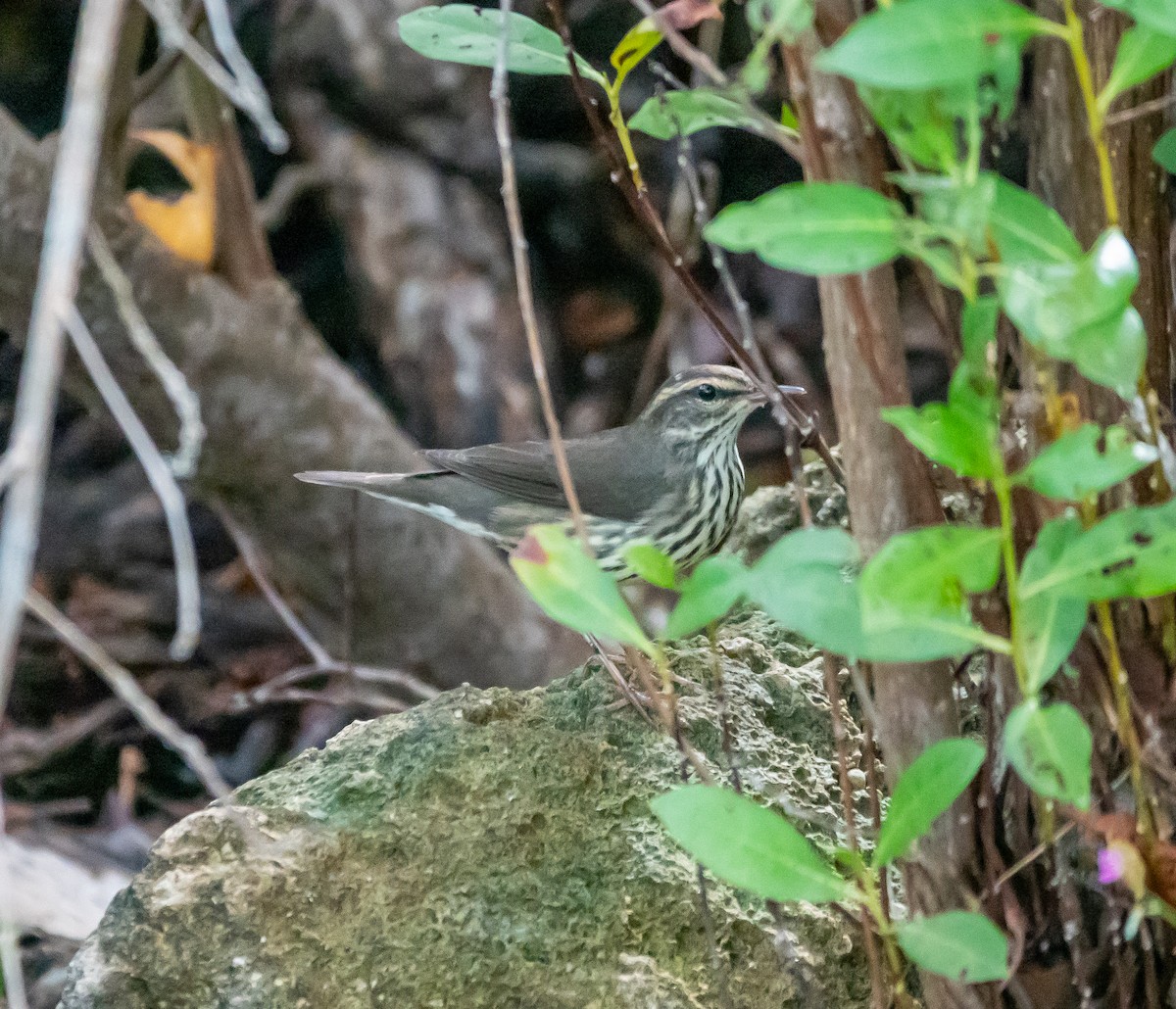 Northern Waterthrush - ML493757291