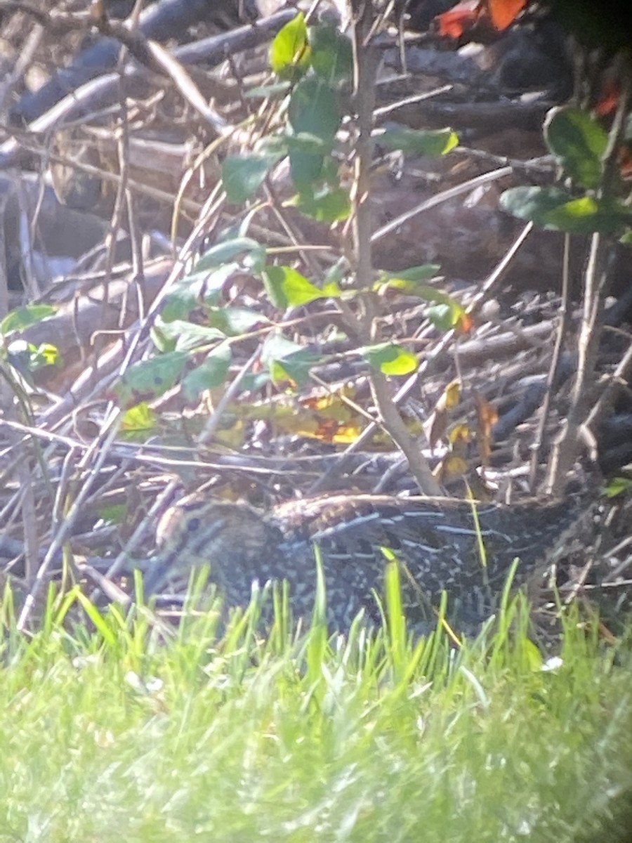 Wilson's Snipe - Paul Miller