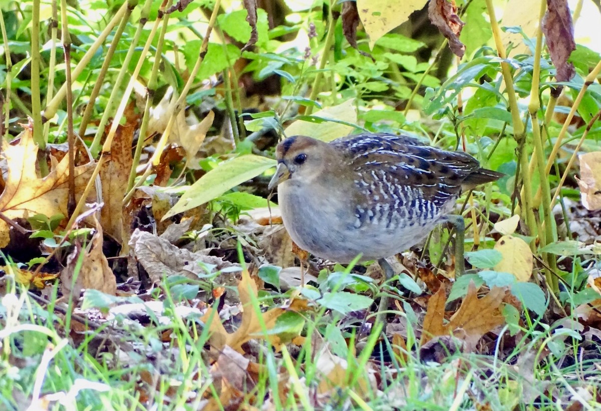 Polluela Sora - ML493758901