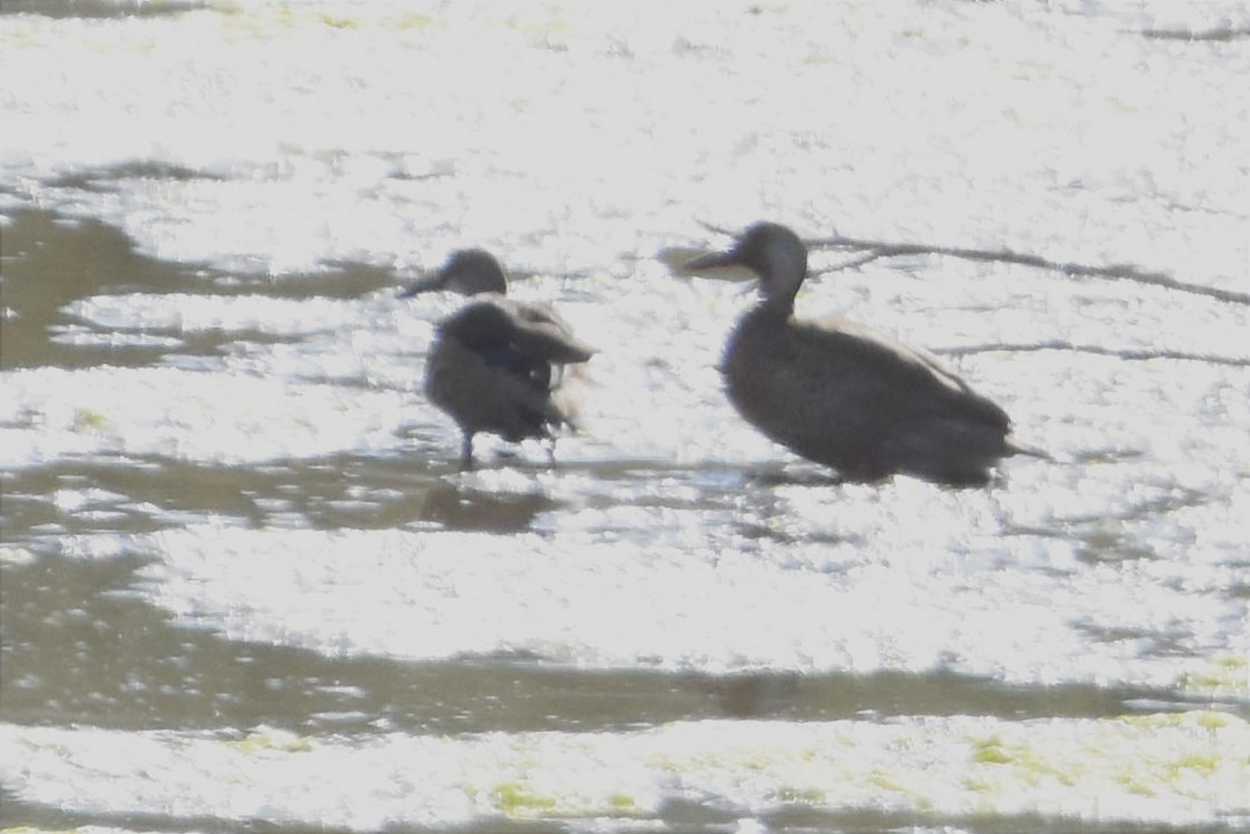 Brazilian Teal - Juan Bardier