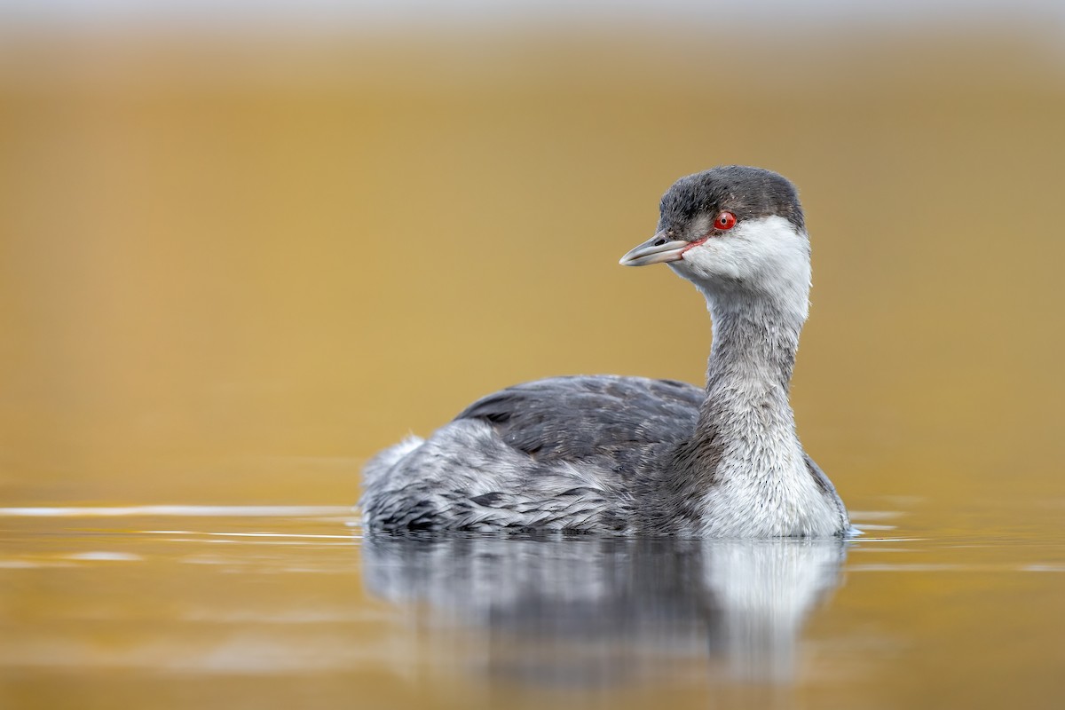 Horned Grebe - ML493759291