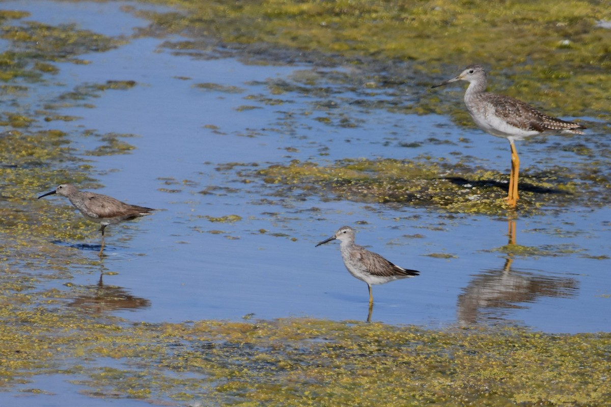 Stilt Sandpiper - Juan Bardier