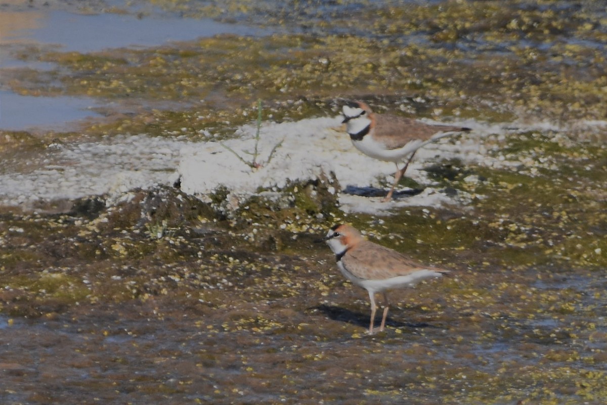 Collared Plover - ML493760011