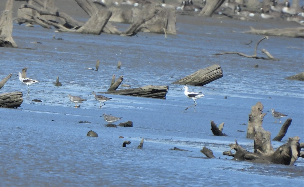 Avoceta Americana - ML493760211