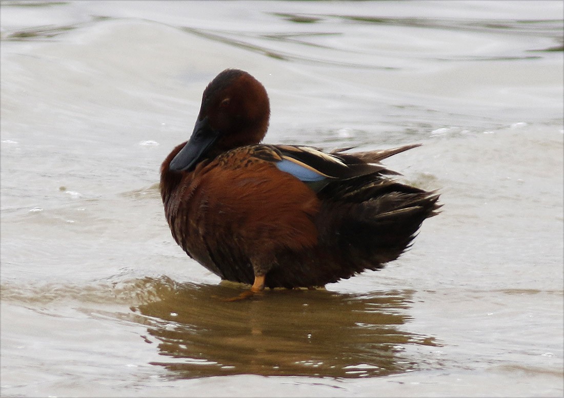 Cinnamon Teal - ML49376041