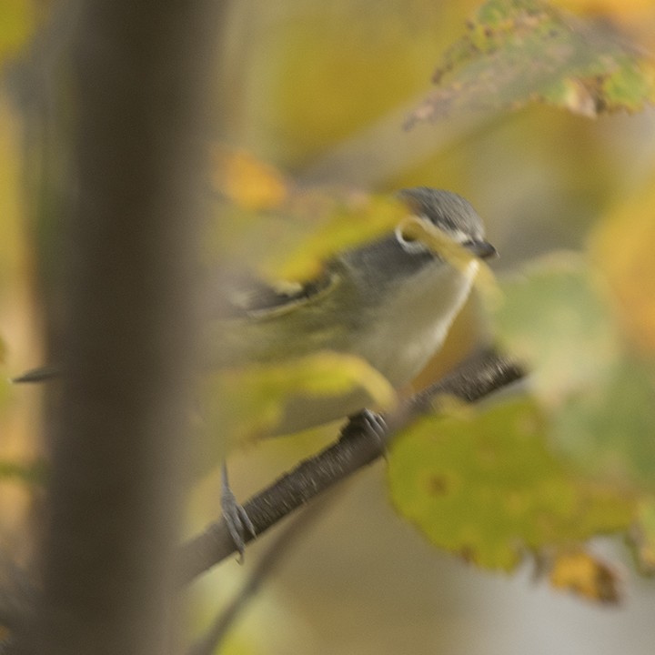 Vireo Solitario - ML493760491