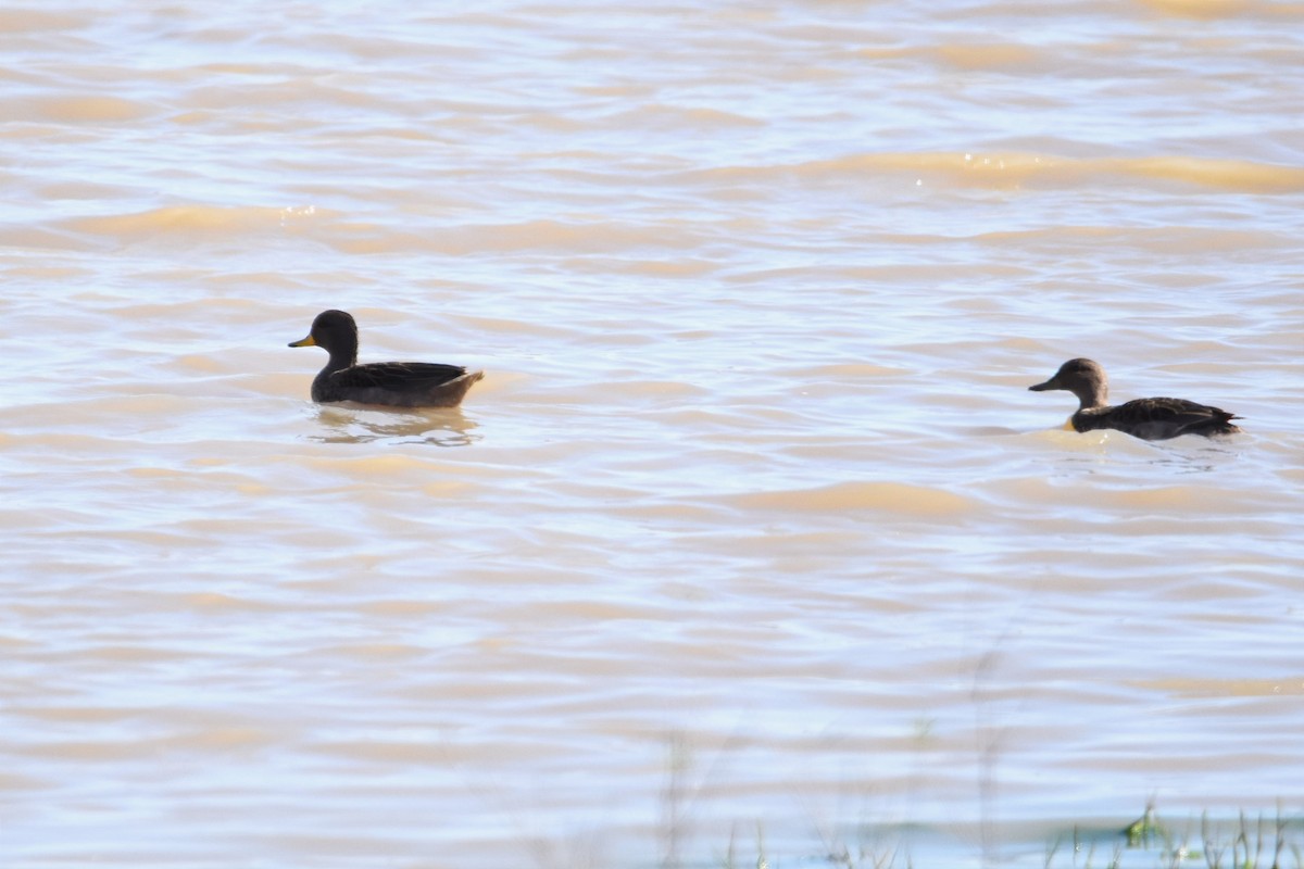 Yellow-billed Teal - ML493760941