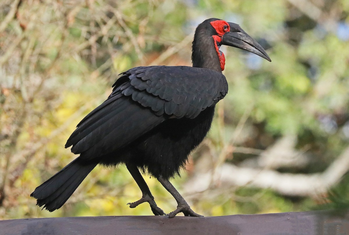 Southern Ground-Hornbill - Catherine Jacobs