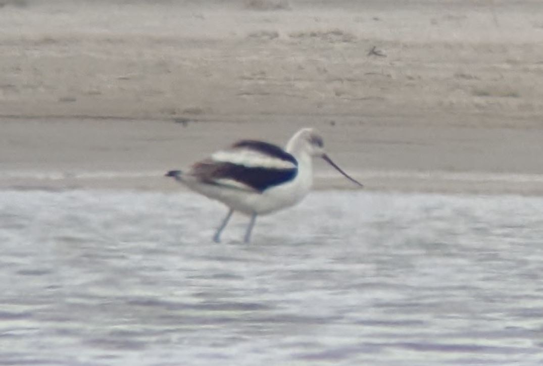 American Avocet - ML493762801