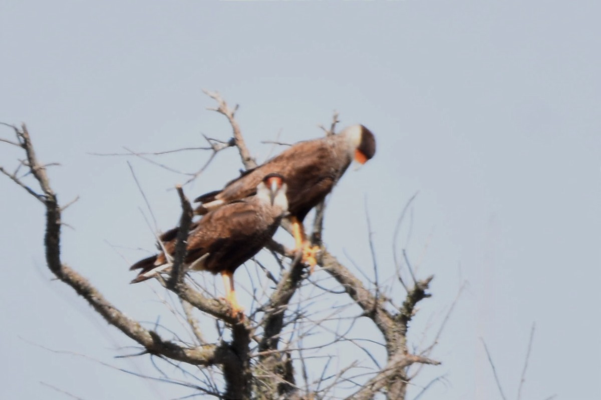 Crested Caracara - Juan Bardier