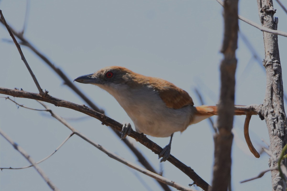 Great Antshrike - ML493763481