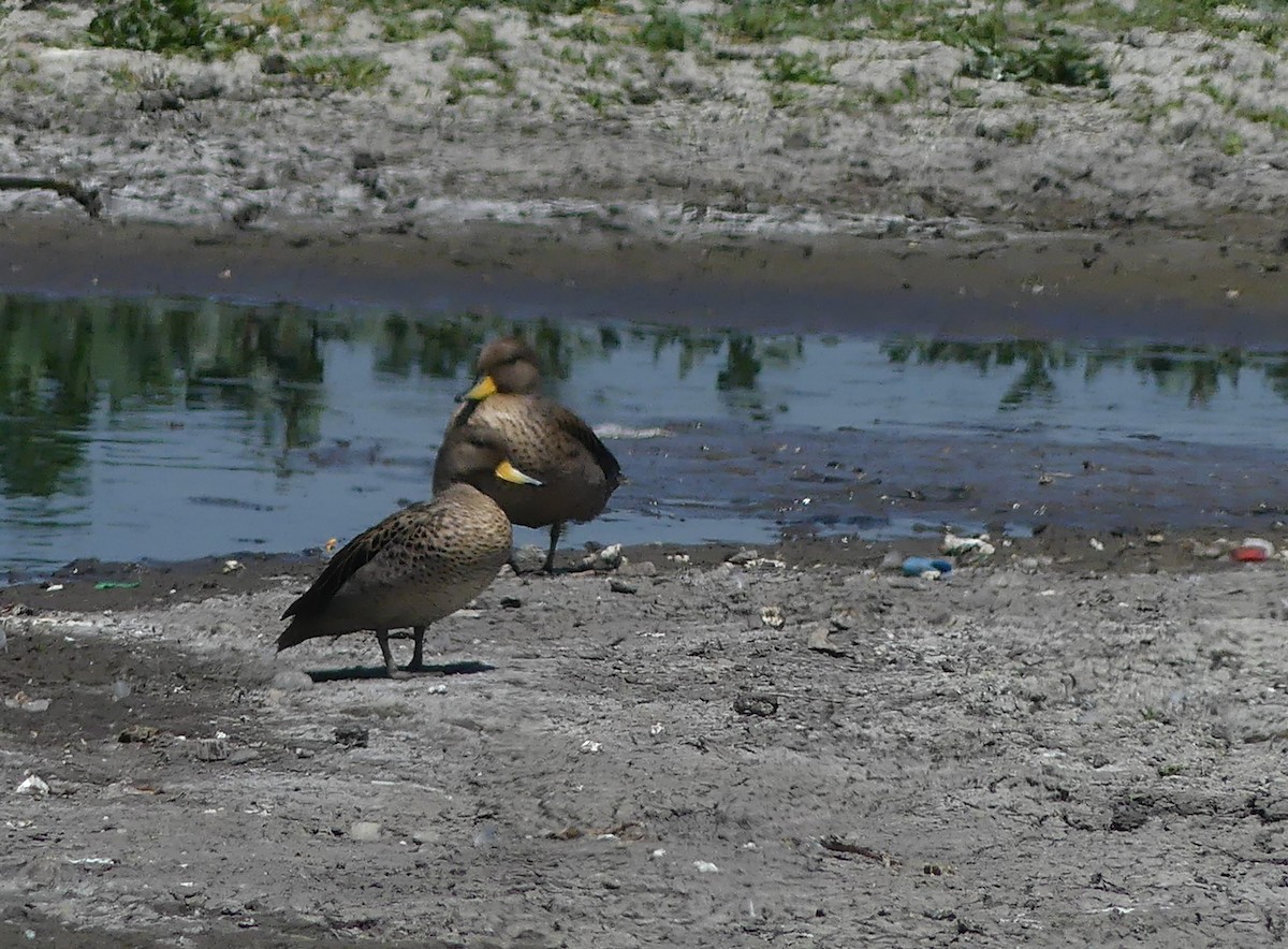 Yellow-billed Teal - ML493763701