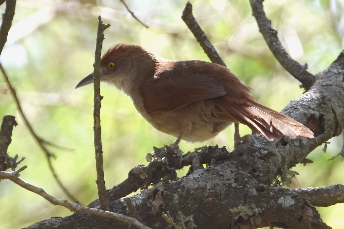 Greater Thornbird - Juan Bardier