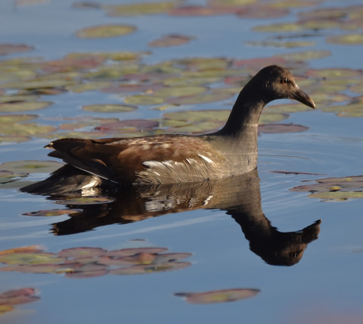 Common Gallinule - ML493764071