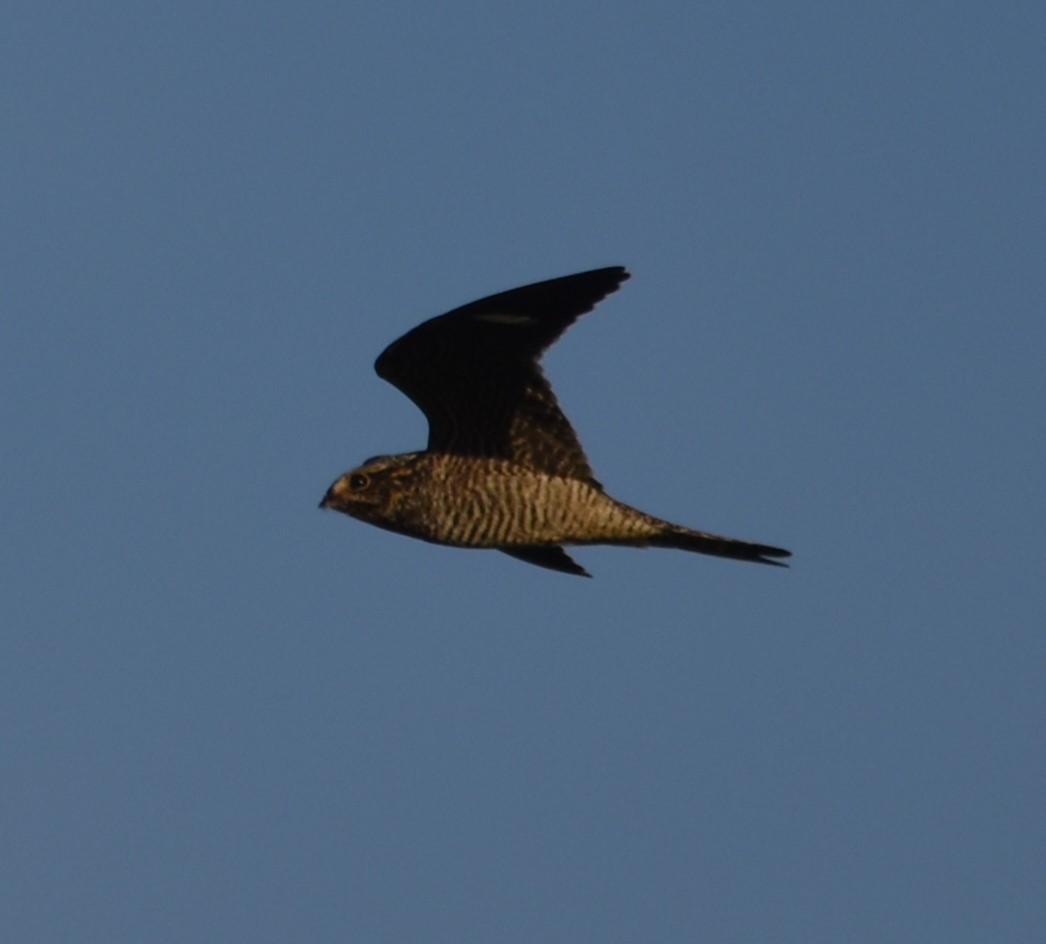 Common Nighthawk - ML493764171