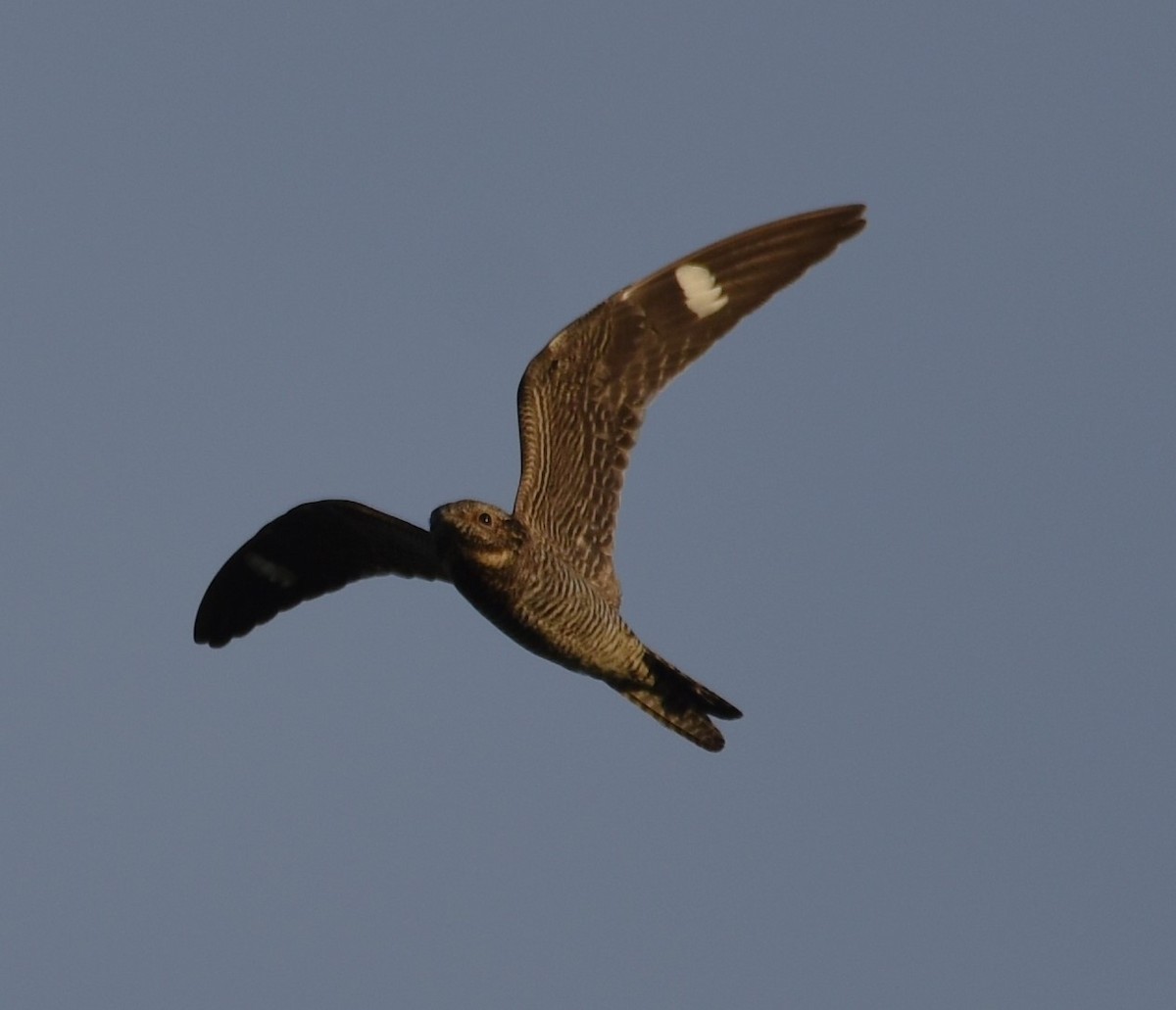 Common Nighthawk - ML493764201