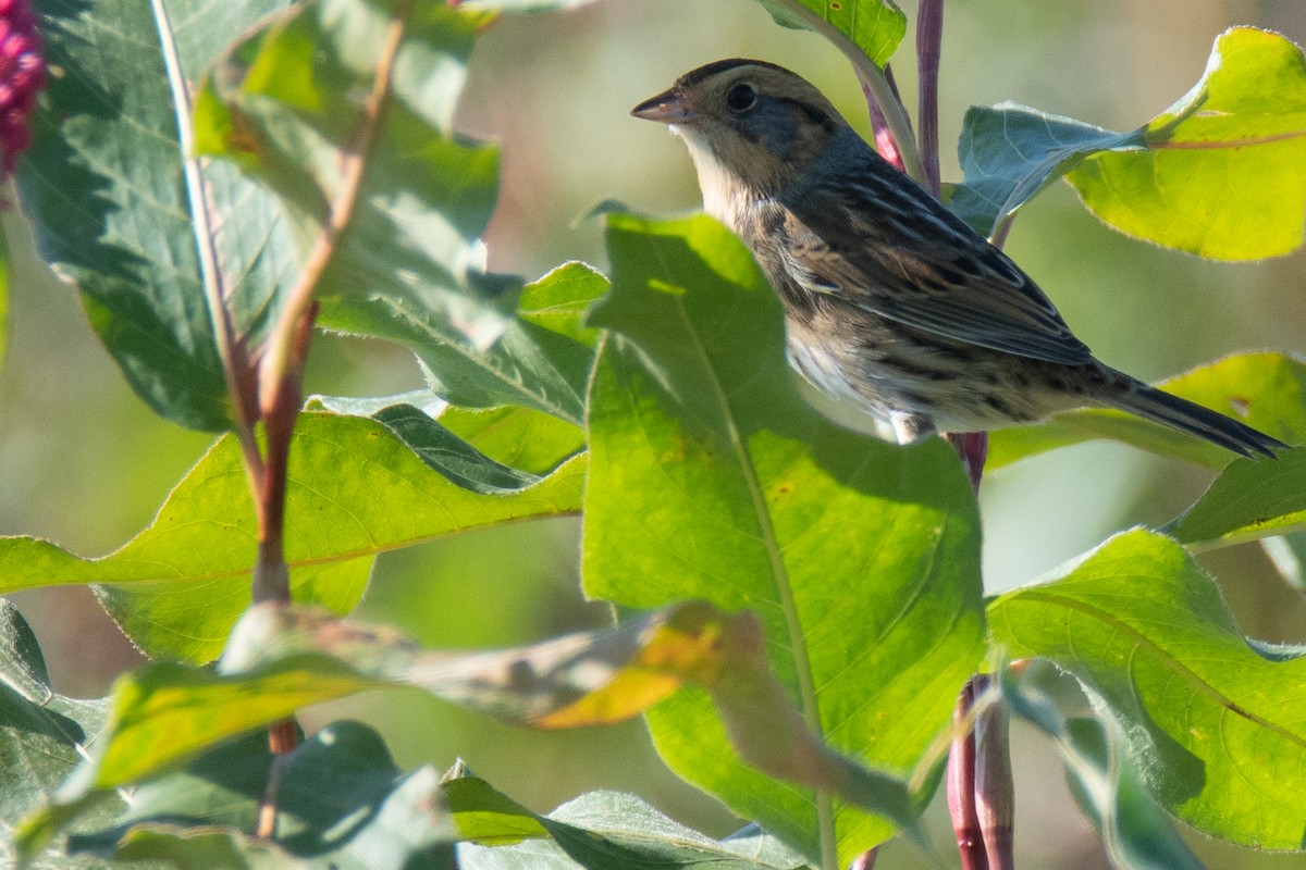 Nelson's Sparrow - ML493767881