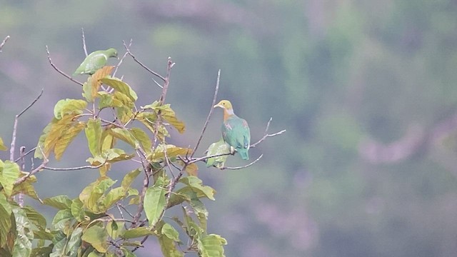 Pink-spotted Fruit-Dove - ML493768141