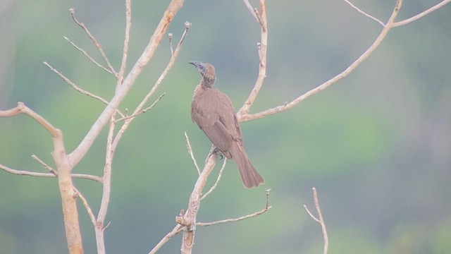 Helmeted Friarbird (New Guinea) - ML493768501