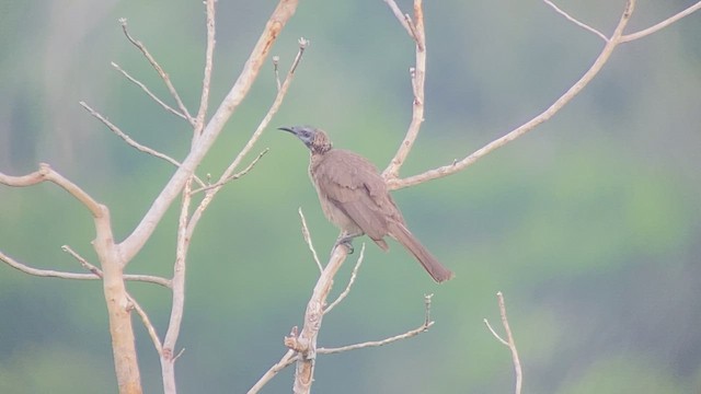 Helmeted Friarbird (New Guinea) - ML493768521