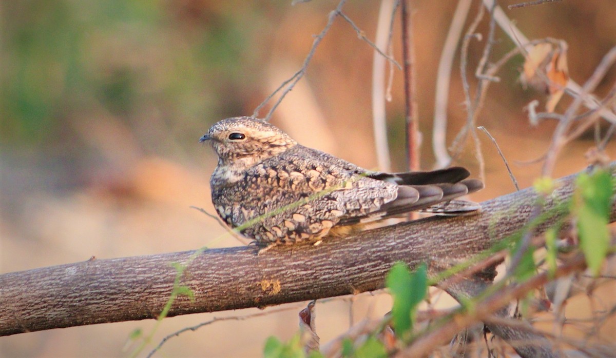 Lesser Nighthawk - césar antonio ponce