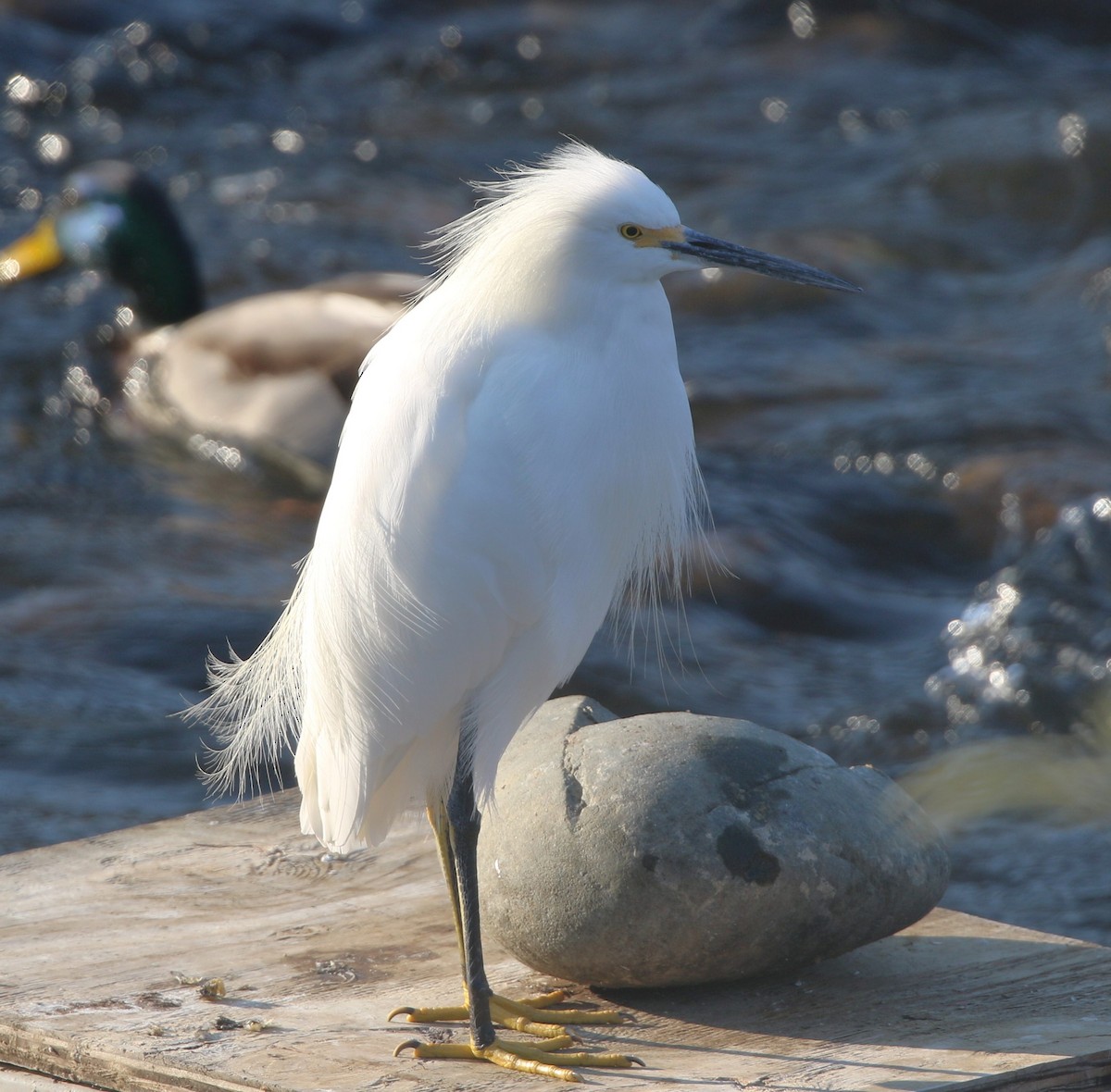 Aigrette neigeuse - ML493769361