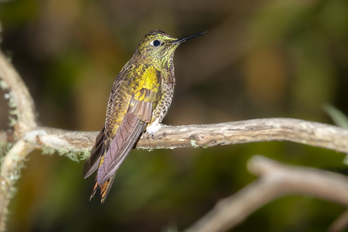 Colibrí Colihabano - ML493769811