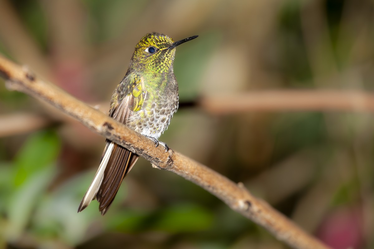 kolibřík žlutoocasý - ML493769831