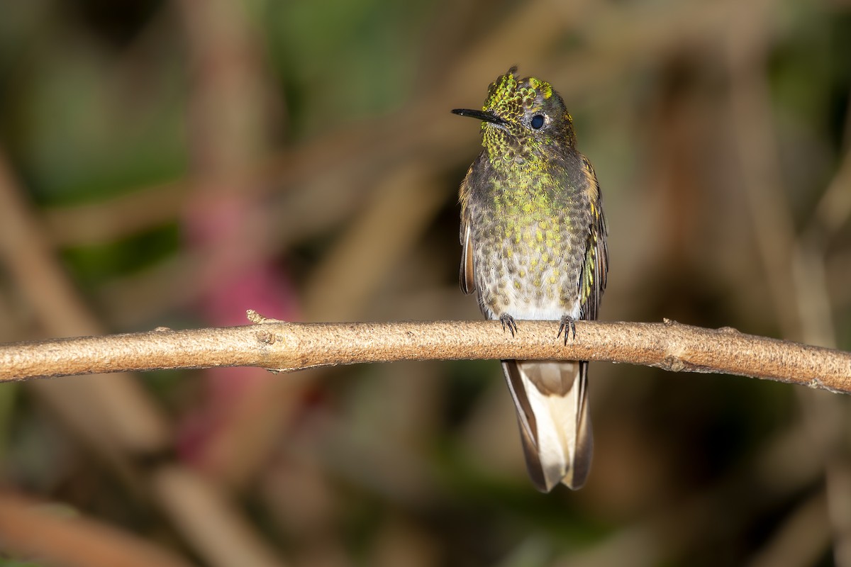 kolibřík žlutoocasý - ML493769841