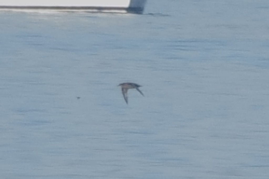 Short-tailed Shearwater - Carl Haynie