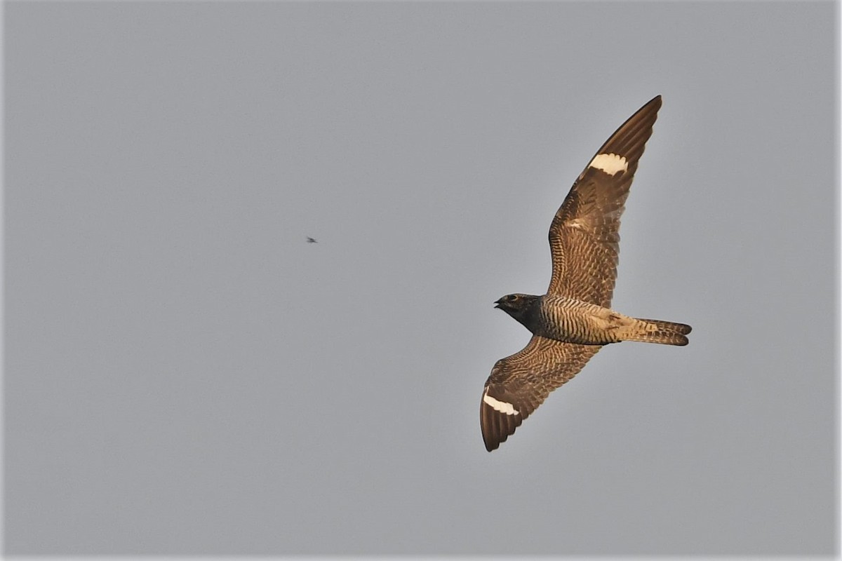 Common Nighthawk - ML493770861