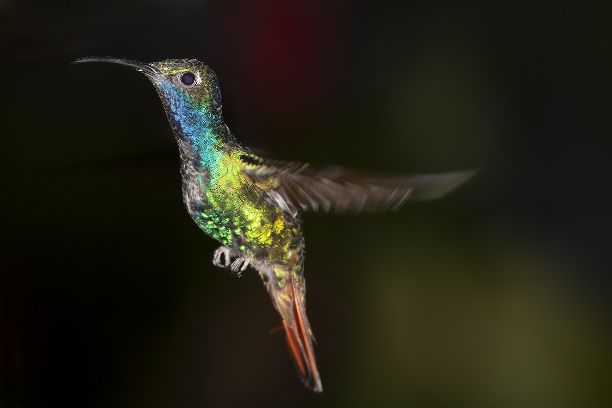 kolibřík azurovoprsý - ML493770991