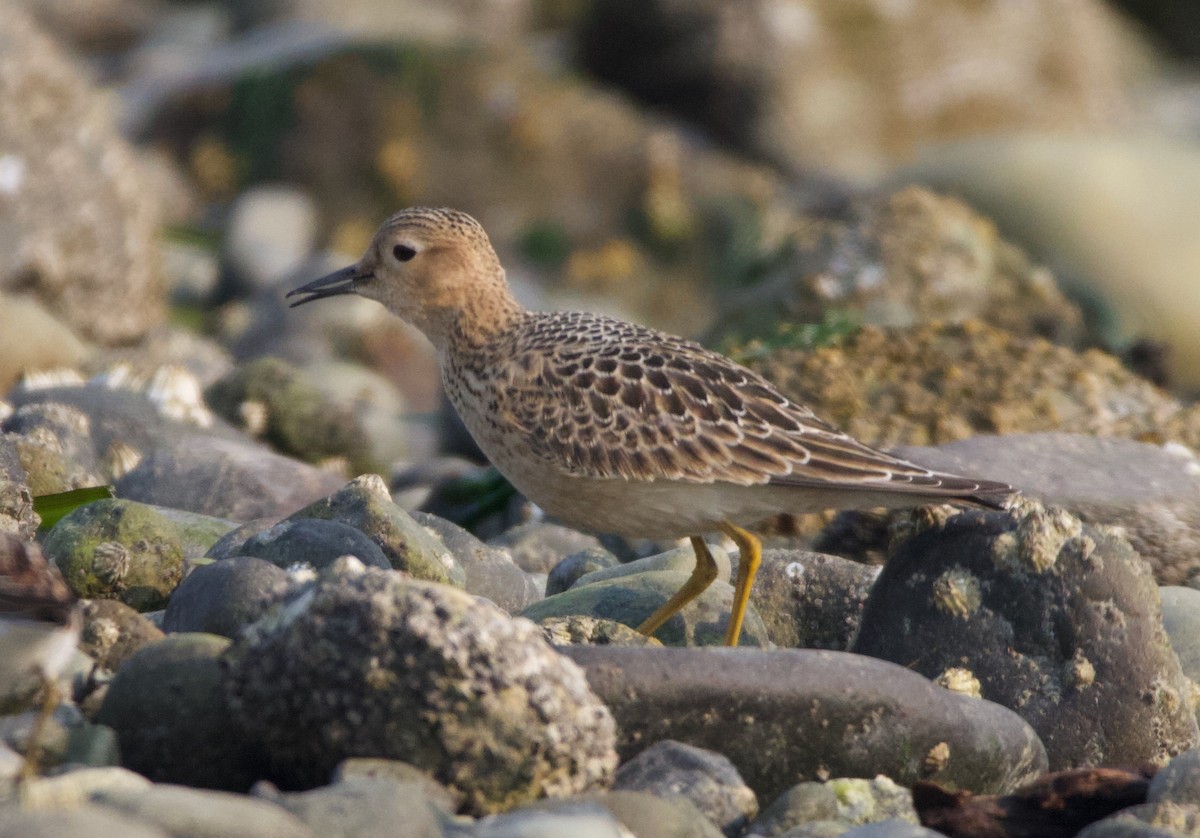 Buff-breasted Sandpiper - ML493771251