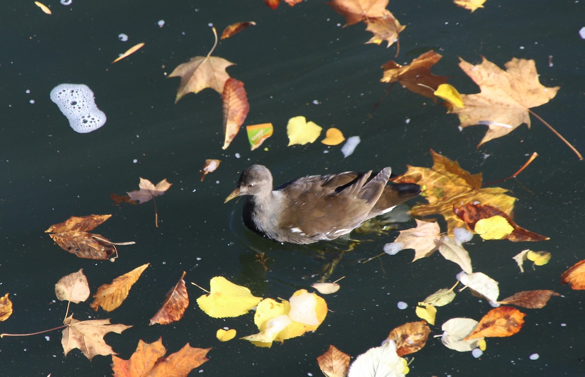 Eurasian Moorhen - ML493771291