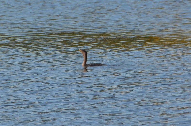 Double-crested Cormorant - ML493771351