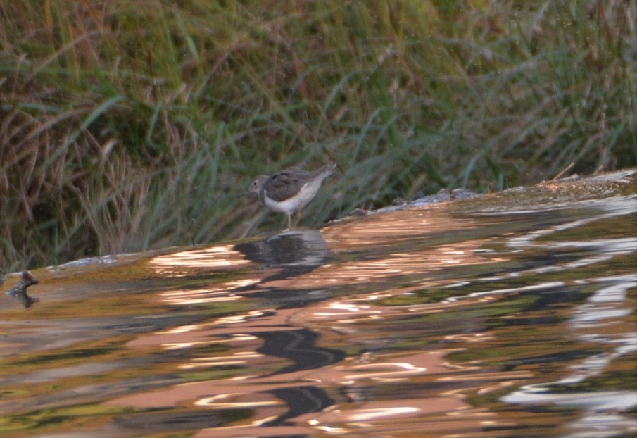 Spotted Sandpiper - ML493771391